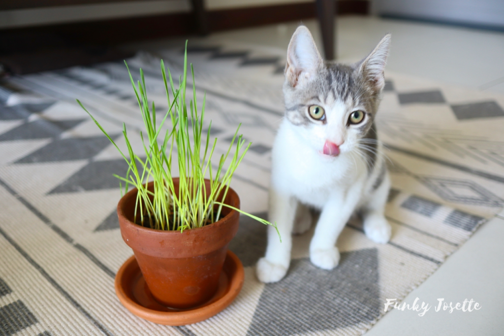 DIY comment fabriquer son herbe a chat