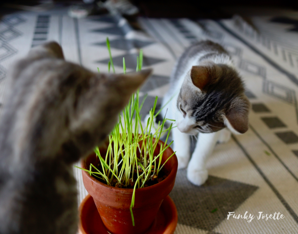 DIY comment fabriquer son herbe a chat